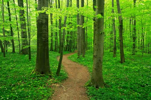 green forest
